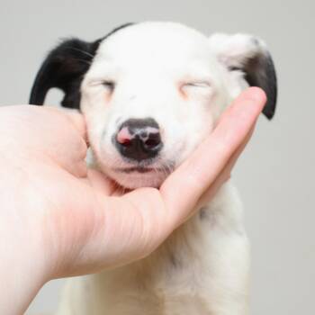 Chihuahua and Mixed Breed Dogs Available for Adoption in Minnetonka, Minnesota - Zorro D69686 | PetCurious