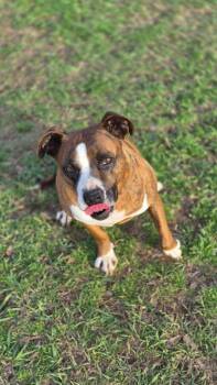 Boxer Dogs Available for Adoption - Bella B | PetCurious