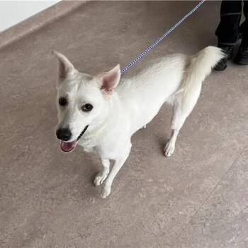 BANANA -  Terrier Dog for Adoption in Brentwood, Missouri - BANANA | PetCurious