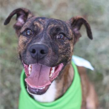 AIR BUD -  American Staffordshire Terrier Dog for Adoption in San Antonio, Texas - AIR BUD | PetCurious
