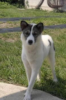 Monash- 30 lbs. -  Mixed Breed Dog for Adoption in Elma, Washington - Monash- 30 Lbs. | PetCurious