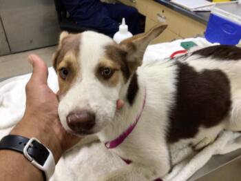 Rescue Australian Shepherd and Mixed Breed Dogs for Adoption in Riverside, California - MILO | PetCurious