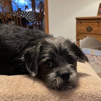 Poodle and Mixed Breed Dogs Available for Adoption in Kokomo, Indiana - Finn | PetCurious