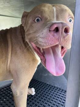 RAVV -  Mixed Breed Dog for Adoption in Dallas, Texas - RAVV | PetCurious