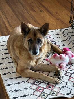 German Shepherd Dog Dogs Available for Adoption in Polson, Montana - Lottie | PetCurious