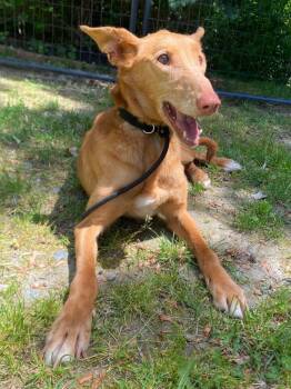 Matilde -  Portuguese Podengo Dog for Adoption in Fall River, Massachusetts - Matilde | PetCurious