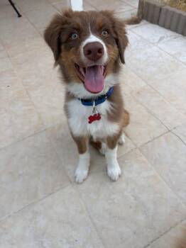TOFFEE -  Australian Cattle Dog Blue Heeler Dog for Adoption in Las Vegas, Nevada - TOFFEE | PetCurious