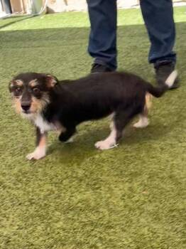 Tucker -  Dachshund and Terrier Dog for Adoption in Seguin, Texas - Tucker | PetCurious