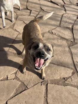 Australian Cattle Dog Blue Heeler Dogs Available for Adoption in Fort Collins, Colorado - Edith | PetCurious