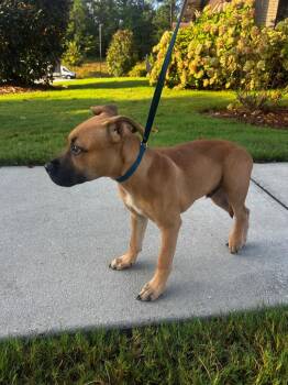 Benji -  Mixed Breed Dog for Adoption in Douglasville, Georgia - Benji | PetCurious