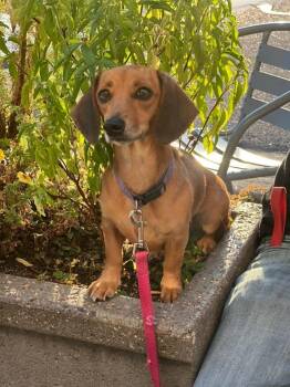 Rescue Dachshund Dogs for Adoption in West Milwaukee, Wisconsin - Lottie $550 | PetCurious