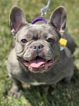 Nancy -  French Bulldog Dog for Adoption in Malvern, Pennsylvania - Nancy | PetCurious