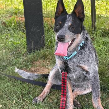Denali -  Australian Cattle Dog Blue Heeler Dog for Adoption in Uniontown, Pennsylvania - Denali | PetCurious