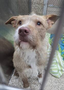 Rescue Vizsla and Terrier Dogs for Adoption in Martinsburg, West Virginia - Delilah | PetCurious