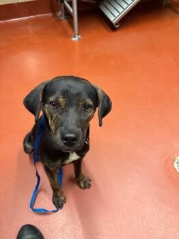 Hound Dogs Available for Adoption in Douglasville, Georgia - Banksy | PetCurious