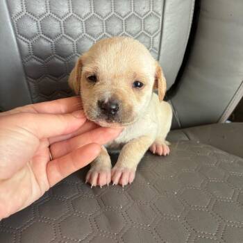 Yam -  Mixed Breed Dog for Adoption - Yam | PetCurious