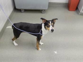 BOOTS -  Beagle and Mixed Breed Dog for Adoption in Omaha, Nebraska - BOOTS | PetCurious