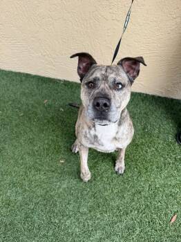 American Bulldog Dogs Available for Adoption in Lakeland, Florida - Mr Boone | PetCurious