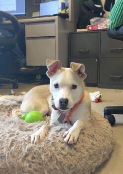 Terrier and Mixed Breed Dogs Available for Adoption in Quakertown, Pennsylvania - Skippy | PetCurious