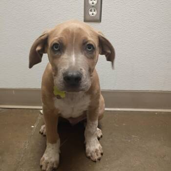 Timber -  Mixed Breed Dog for Adoption in Tulsa, Oklahoma - Timber | PetCurious