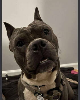 Rescue Rottweiler Dogs for Adoption in Deering, New Hampshire - Big Max | PetCurious