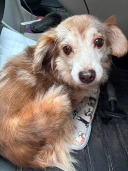 Debbie -  Mixed Breed Dog for Adoption in Mount Pleasant, South Carolina - Debbie | PetCurious