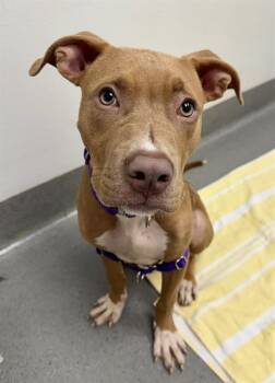 Rescue Pit Bull Terrier Dogs for Adoption in San Francisco, California - Roan | PetCurious