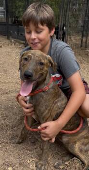 Maine -  Terrier and Black Mouth Cur Dog for Adoption in Queen City, Texas - Maine | PetCurious