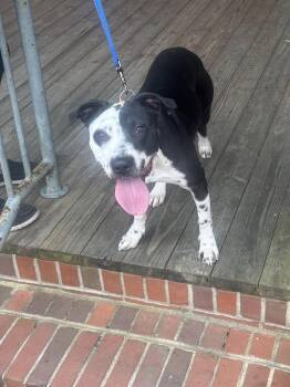 Terrier Dogs Available for Adoption - Bluett | PetCurious