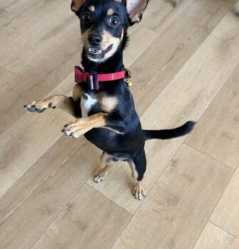 Remy -  Chihuahua and Miniature Pinscher Dog for Adoption in Henderson, Nevada - Remy | PetCurious