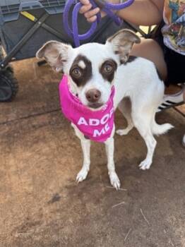 Rescue Chihuahua and Mixed Breed Dogs for Adoption in Honolulu, Hawaii - Rosie | PetCurious