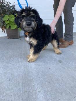 Wren -  Australian Shepherd and Standard Poodle Dog for Adoption in Fergus Falls, Minnesota - Wren | PetCurious