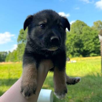 CT Ron avail Jun 6 (Quarry Campground- Tolland, CT) -  Shepherd and Mixed Breed Dog for Adoption in Eastford, Connecticut - CT Ron Avail Jun 6 (Quarry Campground- Tolland, CT) | PetCurious