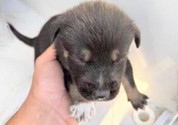 Siberian Husky and Labrador Retriever Dogs Available for Adoption - A650632 | PetCurious