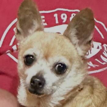 Clara -  Chihuahua Dog for Adoption in Kansas City, Missouri - Clara | PetCurious