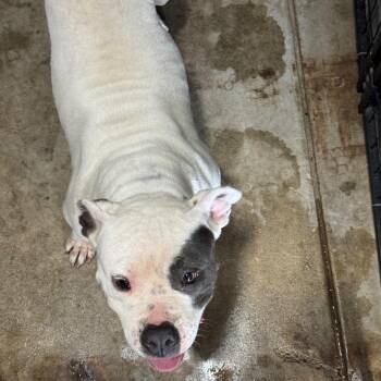 Whitney -  Pit Bull Terrier Dog for Adoption in Birmingham, Alabama - Whitney | PetCurious