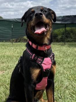 Haley -  Rottweiler Dog for Adoption in Mooresville, North Carolina - Haley | PetCurious