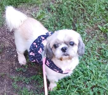 Bettee -  Shih Tzu Dog for Adoption in Union Grove, Wisconsin - Bettee | PetCurious