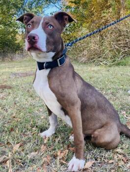 Rescue Pit Bull Terrier Dogs for Adoption in Oklahoma City, Oklahoma - Scout | PetCurious