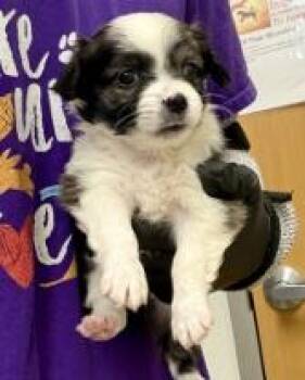 Tortellini -  Mixed Breed Dog for Adoption in Lawrenceville, Georgia - Tortellini | PetCurious