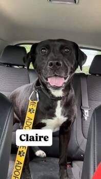 Claire - At the Shelter -  Labrador Retriever Dog for Adoption in Rustburg, Virginia - Claire - At The Shelter | PetCurious
