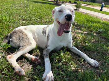 Hound Dogs Available for Adoption in Spring, Texas - Darla | PetCurious