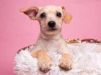 Yorkshire Terrier and Chihuahua Dogs Available for Adoption - AWNW: Whozit | PetCurious