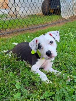 Nesta -  Pit Bull Terrier Dog for Adoption in Bostic, North Carolina - Nesta | PetCurious