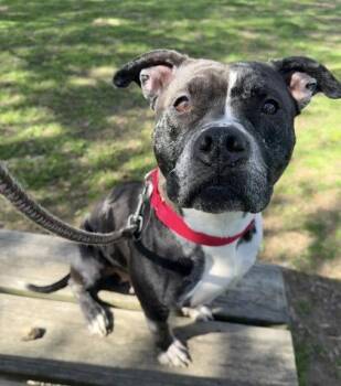 Mixed Breed Dogs Available for Adoption in Fairfax, Virginia - Oreo | PetCurious