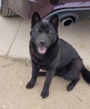 Rescue Chow Chow Dogs for Adoption in Levelland, Texas - Micah | PetCurious