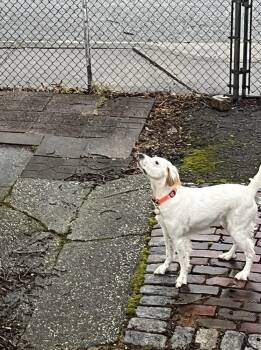 English Setter Dogs Available for Adoption - Available - Willy | PetCurious