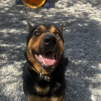 Mixed Breed Dogs Available for Adoption in Asheville, North Carolina - Little Bear | PetCurious