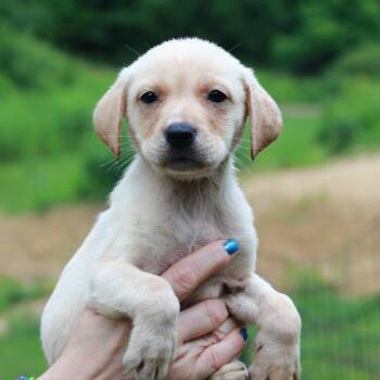 CT Spaghetti avail Jul 4 -  Labrador Retriever and Mixed Breed Dog for Adoption in Eastford, Connecticut - CT Spaghetti Avail Jul 4 | PetCurious