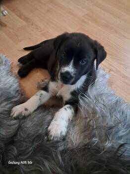 Stanley -  Border Collie Dog for Adoption in Yarnell, Arizona - Stanley | PetCurious